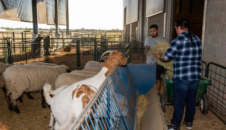 Photo of animal husbandry students