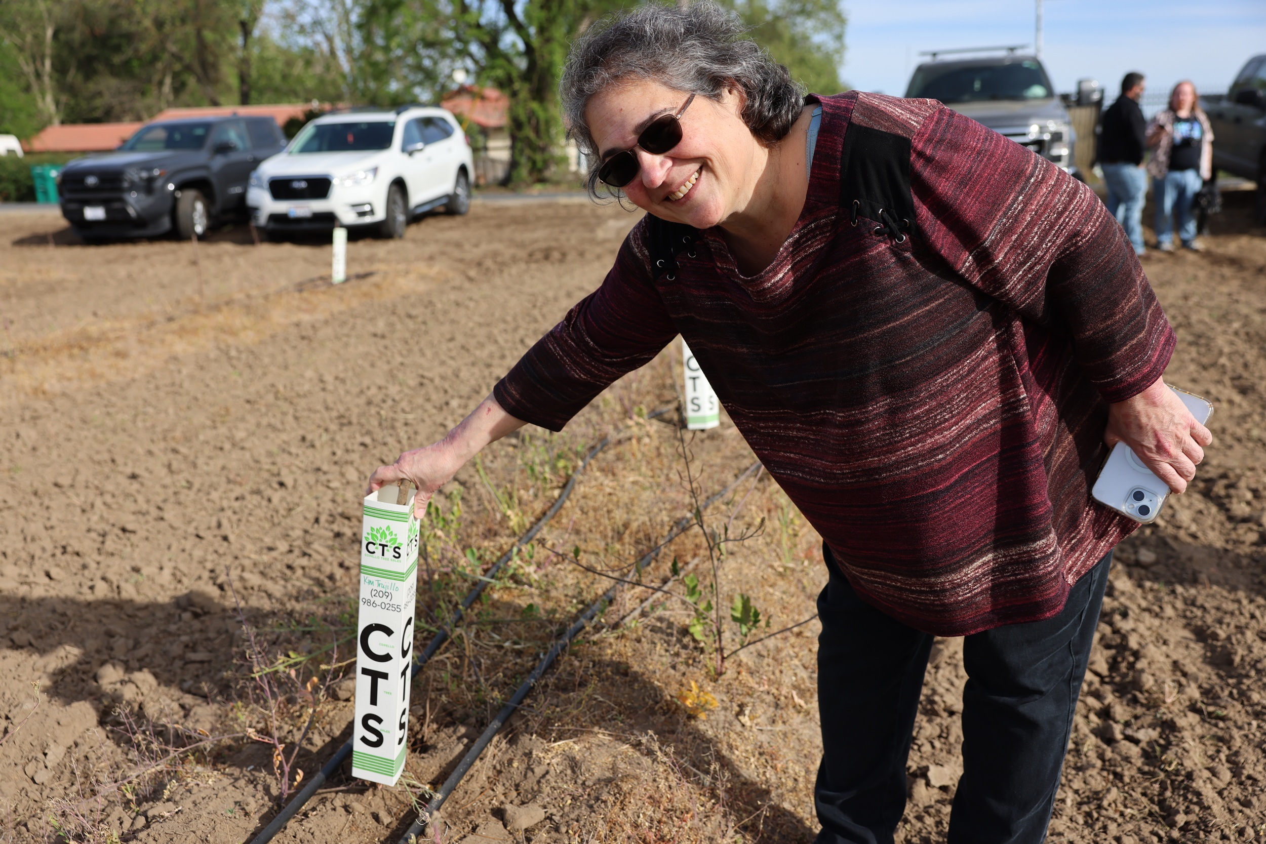 Photo of a recently planted cherry tree
