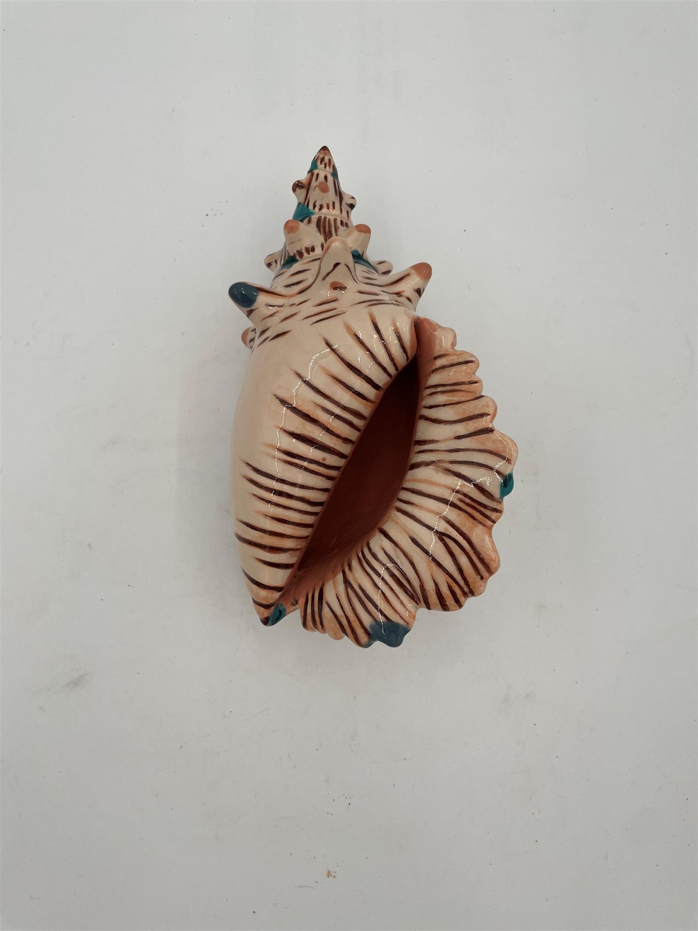 Seashell by Zaira Reyes