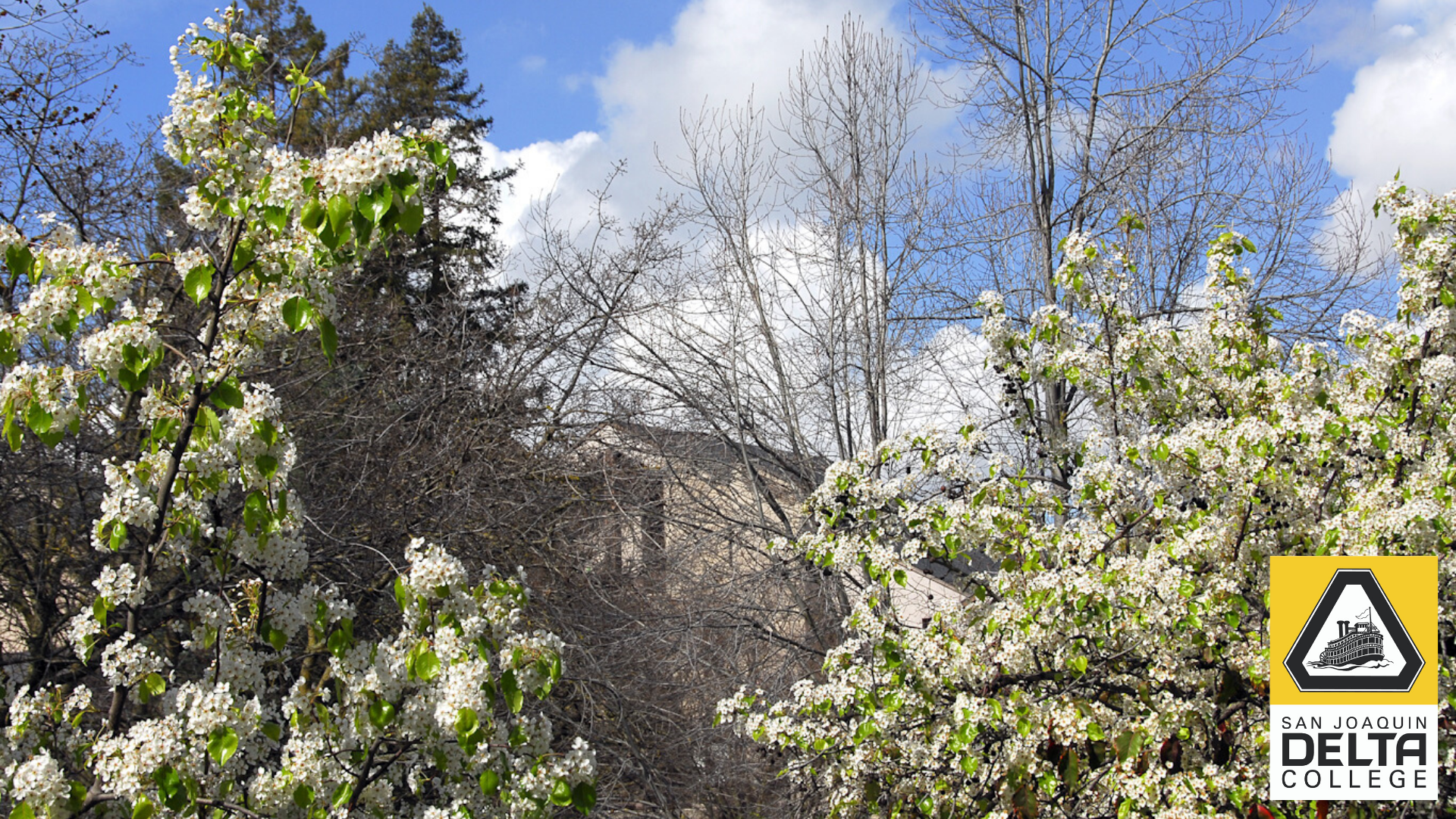 Campus Trees