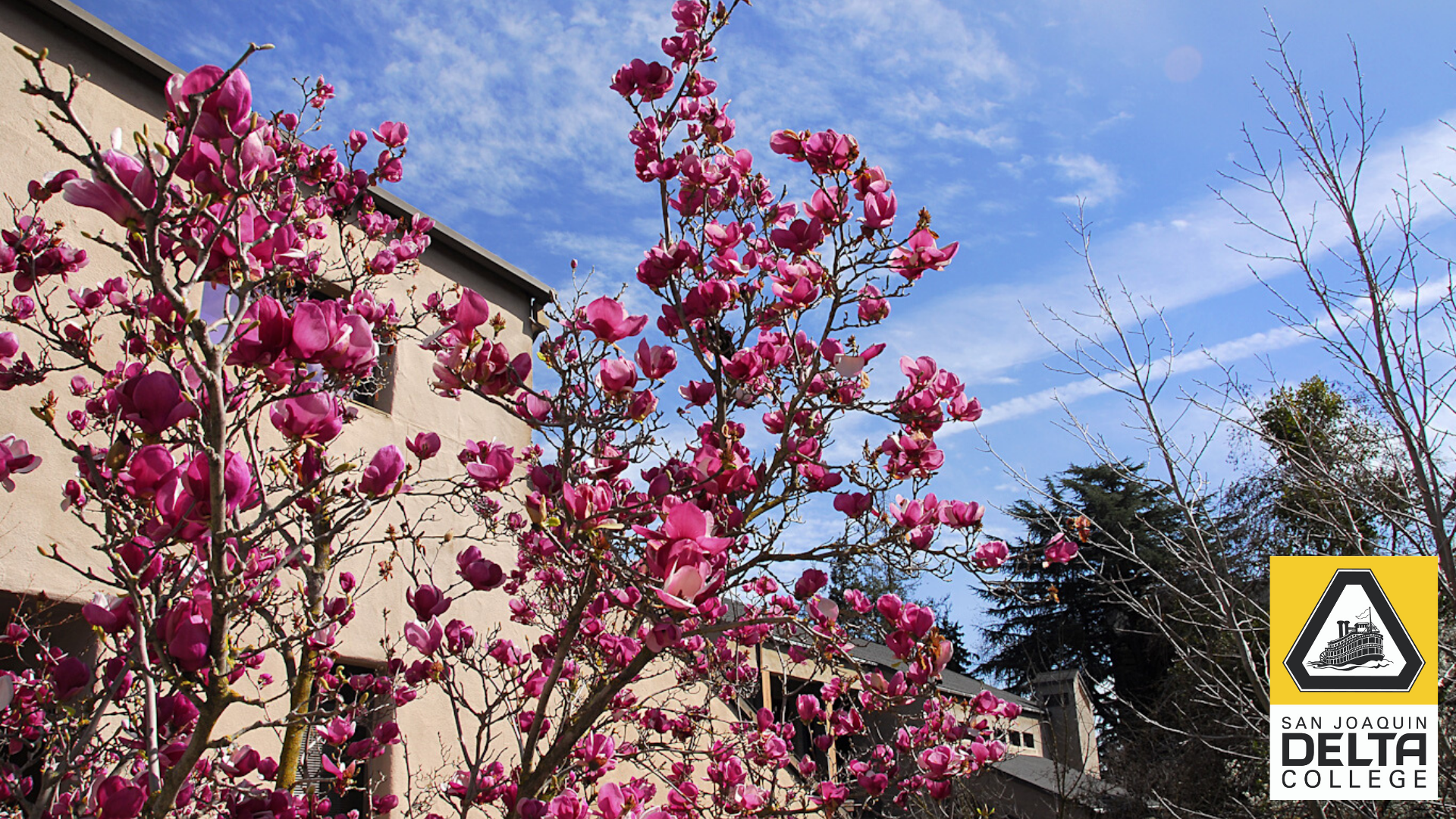 Campus Trees