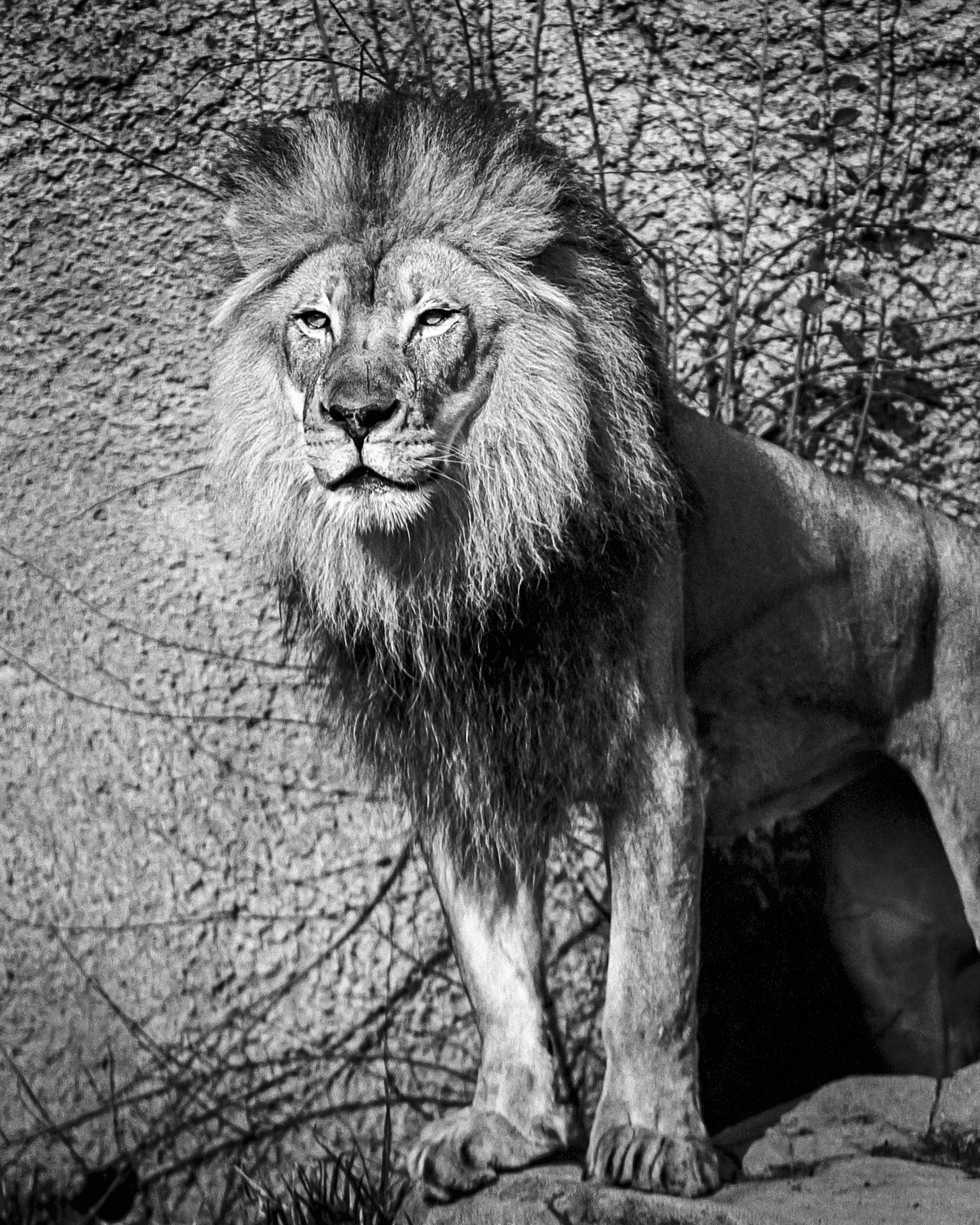 Caroline Niel - Photography - The King