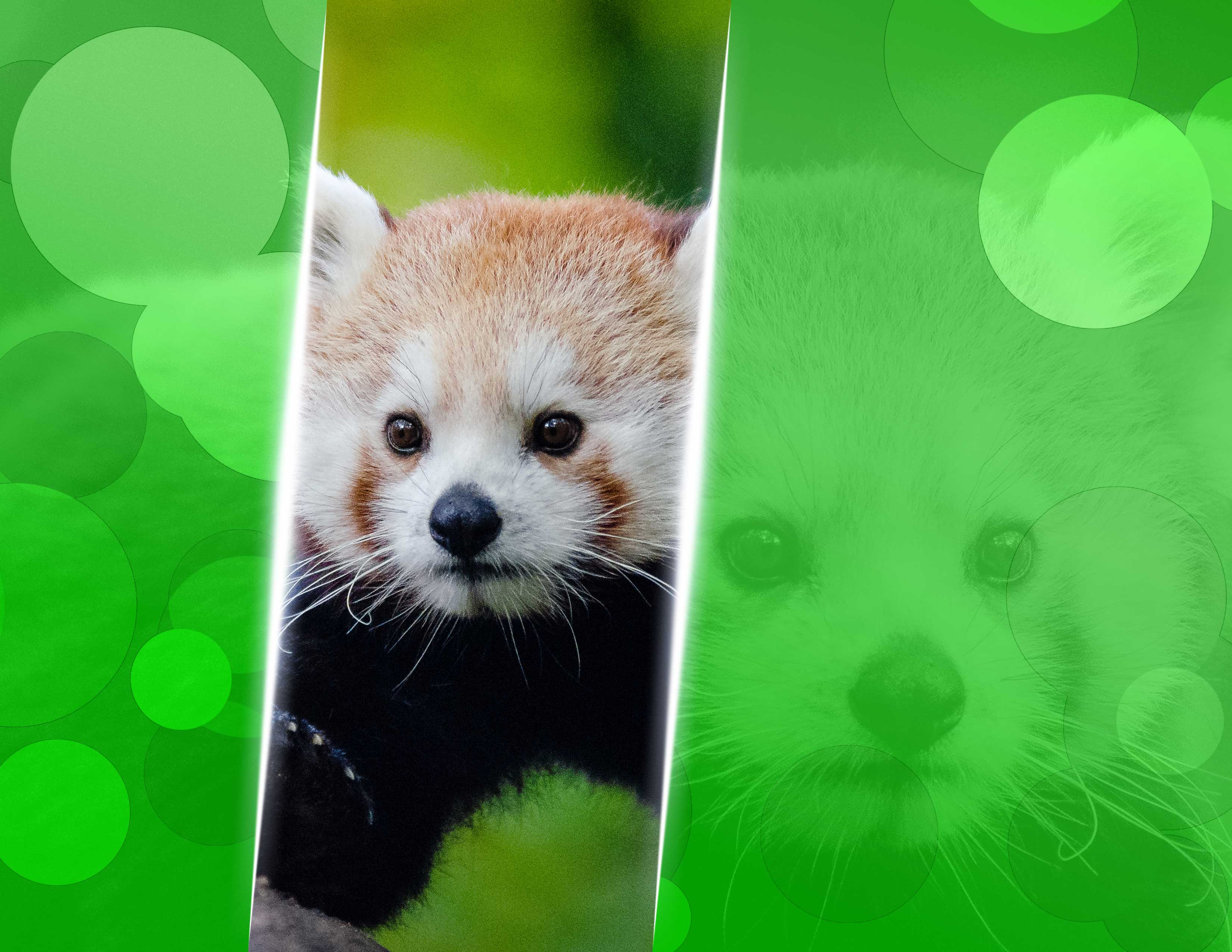 Richard Johnson - Graphic Arts - Animal