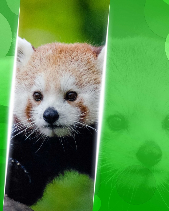 Richard Johnson - Graphic Arts - Animal