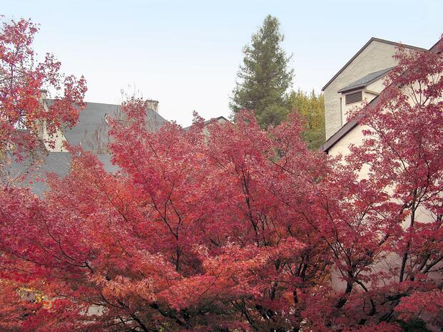 Tree on campus with vibrant orange and red leaves