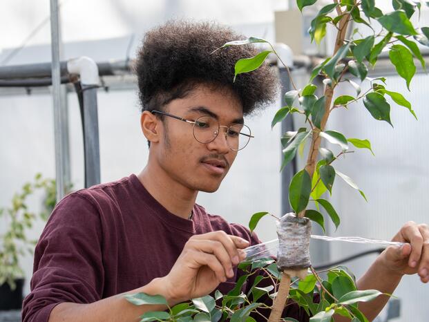 A horticulture student working with a plant in the greenhouse.