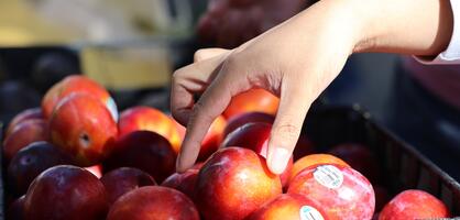 Photo of student picking a piece of fruit at the Farmer's Market