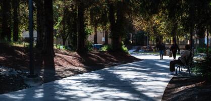 Walkway with tall trees
