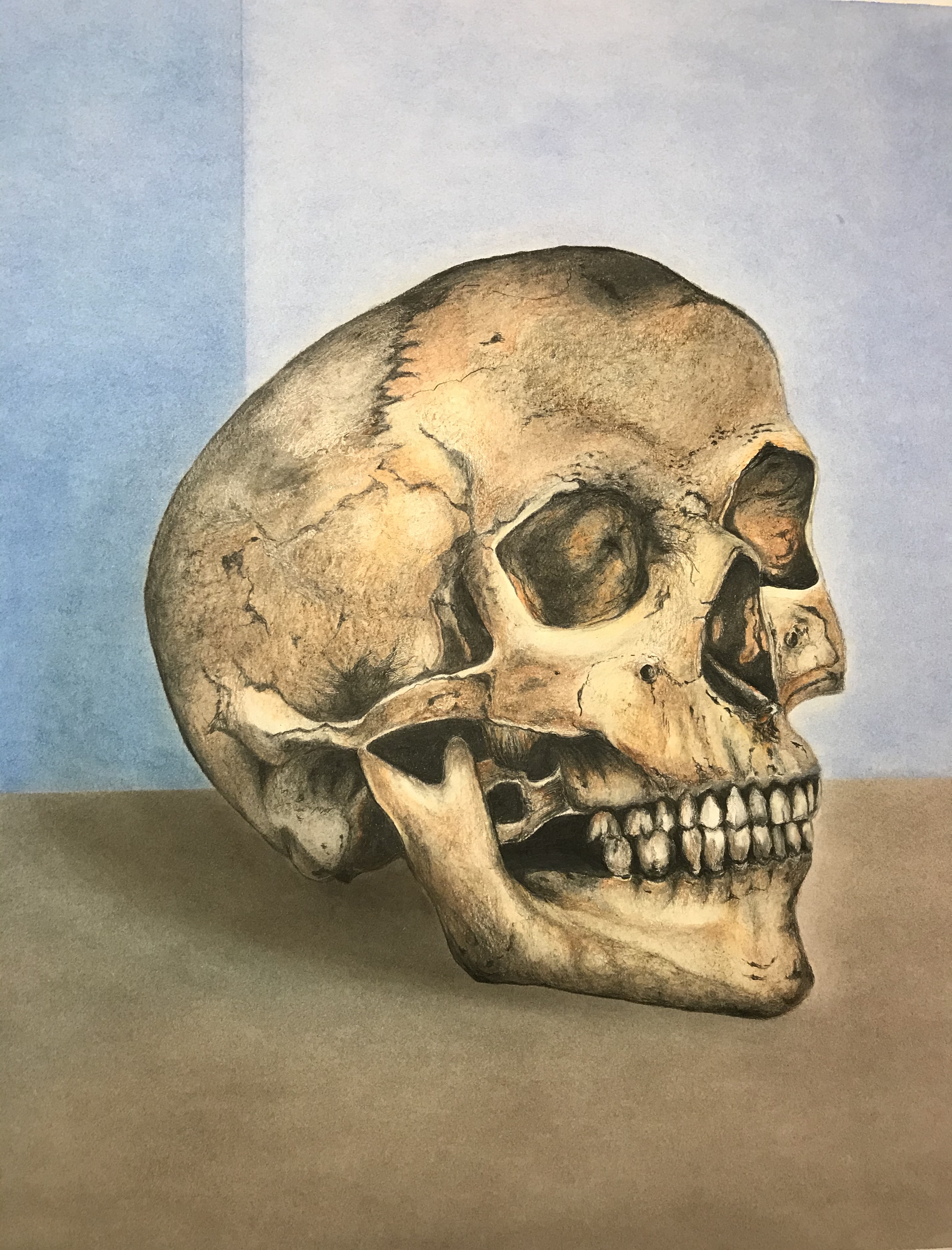 Franca Van Allen - Drawing - Skull
