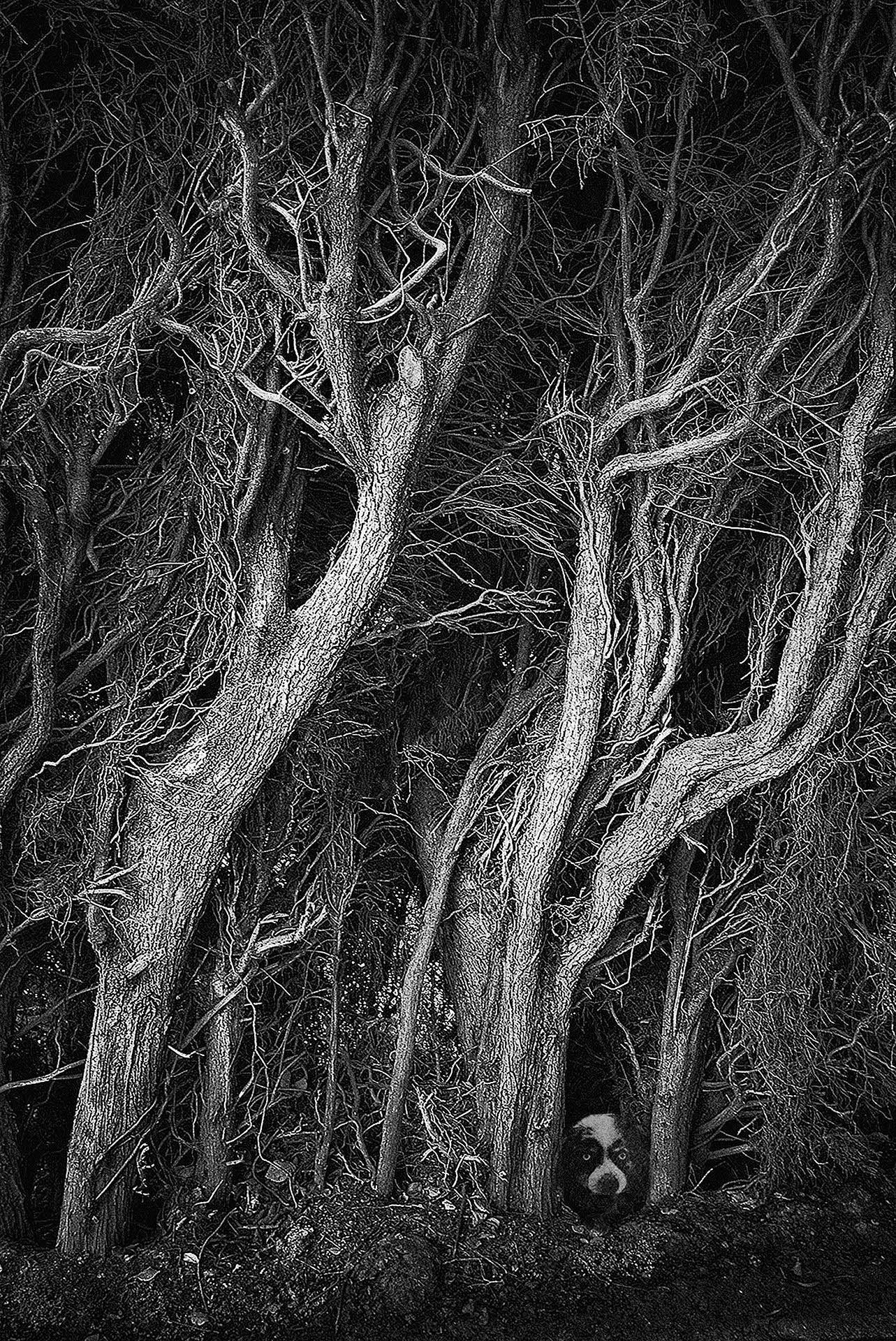 Gary Zuercher – Work Image